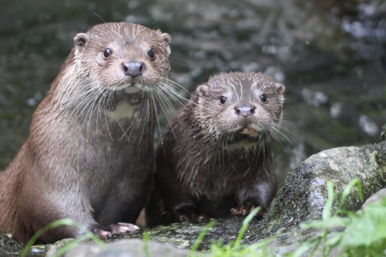 Kinderkram Kiel Fischotter